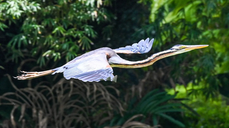 Purple Heron (Ardea purpurea) flies across a pond at Gardens by the Bay in Singapore